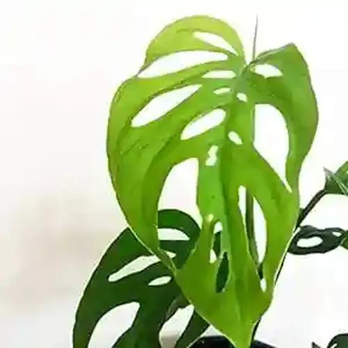 LITTLE JUNGLE Monstera Adansonii Broken Heart - Healthy Live Plant with White Pot, Air Purifying Plant, Indoor Plants for Living Room, Gifting, Kitchen, Garden, Balcony, Home Décor & Office Desk Table