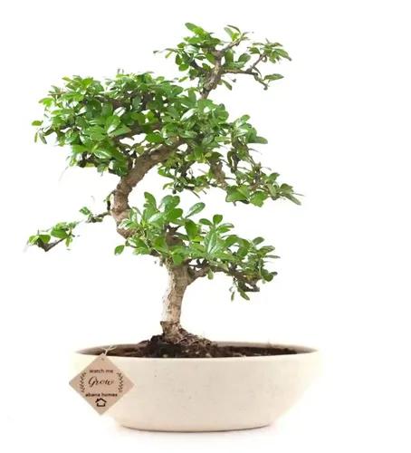 Abana Homes Flowering Carmona Bonsai Plants For Home Indoor Live - (4 Years Old 25 cms) In Ceramic Pots - Flowering & Fragrance - Living Room, Office, Premium Gifting