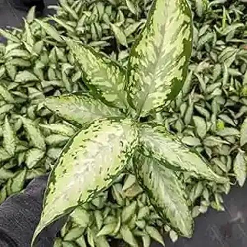 LITTLE JUNGLE Diffenbachia Camouflage - Healthy Live Plant with White Pot | Air Purifier Plant | Indoor Plants for Living Room | Low Maintenance Plants For GIfting, Balcony, Home Décor & Office Desk