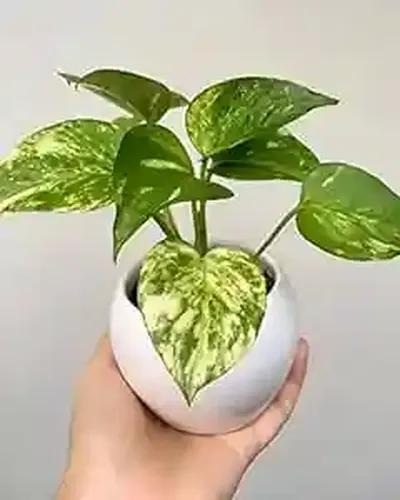 LITTLE JUNGLE Golden Pothos - Healthy Live Plants With White Pot | Indoor Plants For living Room | Gifting Plants | Garden | Balcony | Best Air purifying Plant | Money plant | Home Décor & Office desk