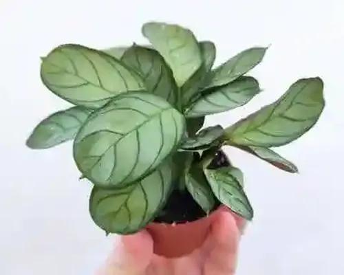 LITTLE JUNGLE Calathea Burl Marxii - Healthy Live Plant with White Pot, Best Air Purifying Plant, Indoor Plants for Living Room, Gifting Plants, Bedroom, Garden, Balcony, Best Home Décor & Office Desk